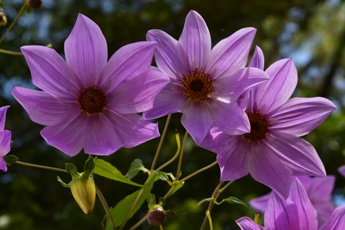 Tree Dahlia