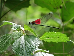 Archineura incarnata