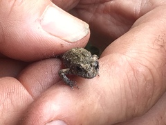 Crinia pseudinsignifera