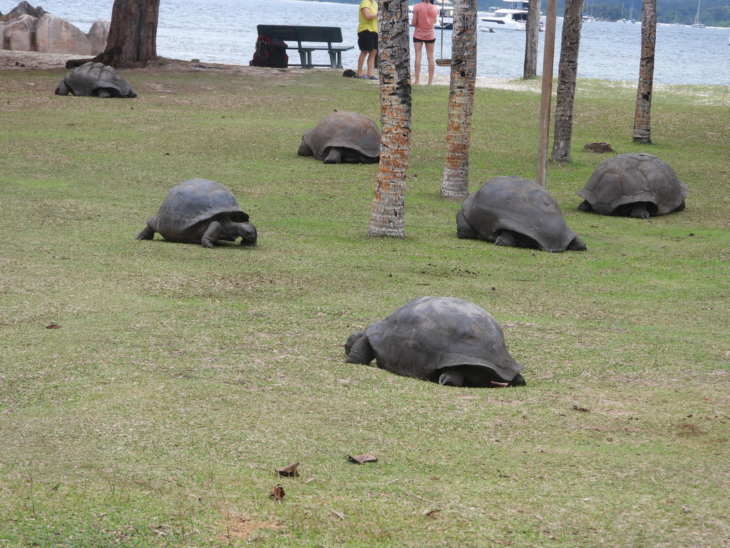 Several Aldabra giant tortoises on a lawn near the shore