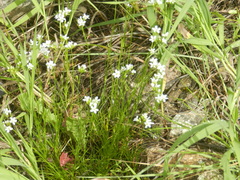 Moehringia lateriflora