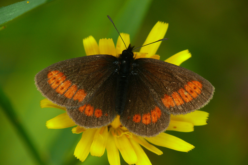 Sudetan Ringlet