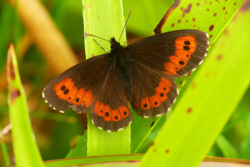 Large Ringlet, Ovčárna, Czechy, photo 7 of 10