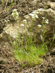 Moehringia lateriflora