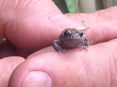 Crinia pseudinsignifera