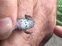 Crinia pseudinsignifera