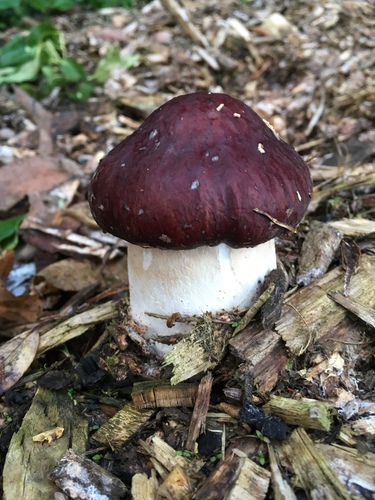 Wine-cap Stropharia