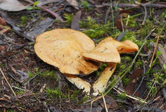 Cortinarius memoria-annae