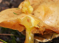 Cortinarius memoria-annae