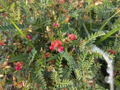 Pondo Indigo (Indigofera pondoensis)