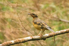 Ixoreus naevius carlottae