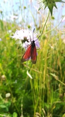 Zygaena purpuralis
