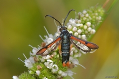 Pyropteron chrysidiforme