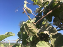 Passiflora arida