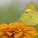 Colias poliographus - Photo (c) 池田正樹, some rights reserved (CC BY-SA)