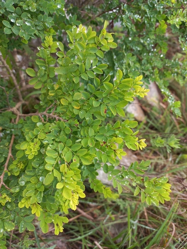 Image of Indigofera sylvicola by (c) Brian du Preez, some rights reserved (CC BY-SA)