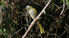 Nesoptilotis flavicollis