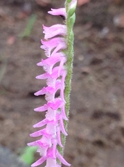 Spiranthes sinensis