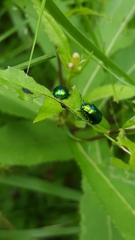 Chrysolinina