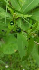 Chrysolinina