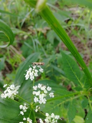 Nemophora degeerella