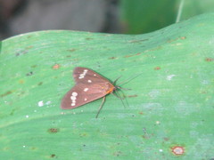 Dysauxes punctata