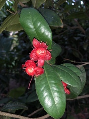 Ochna serrulata