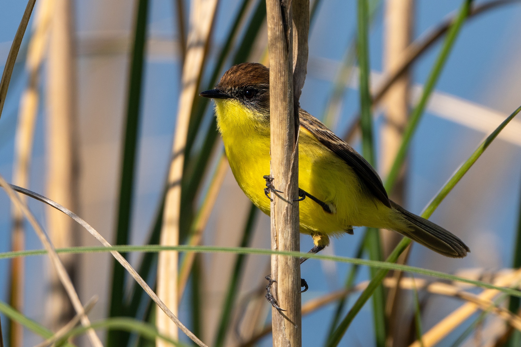 Warbling Doradito (Pseudocolopteryx flaviventris)