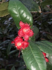 Ochna serrulata