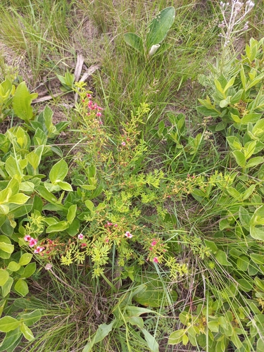Image of Indigofera rubroglandulosa by (c) Brian du Preez, some rights reserved (CC BY-SA)