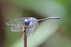 Micrathyria atra