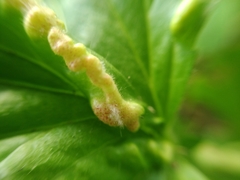 Cecidophyes nudus