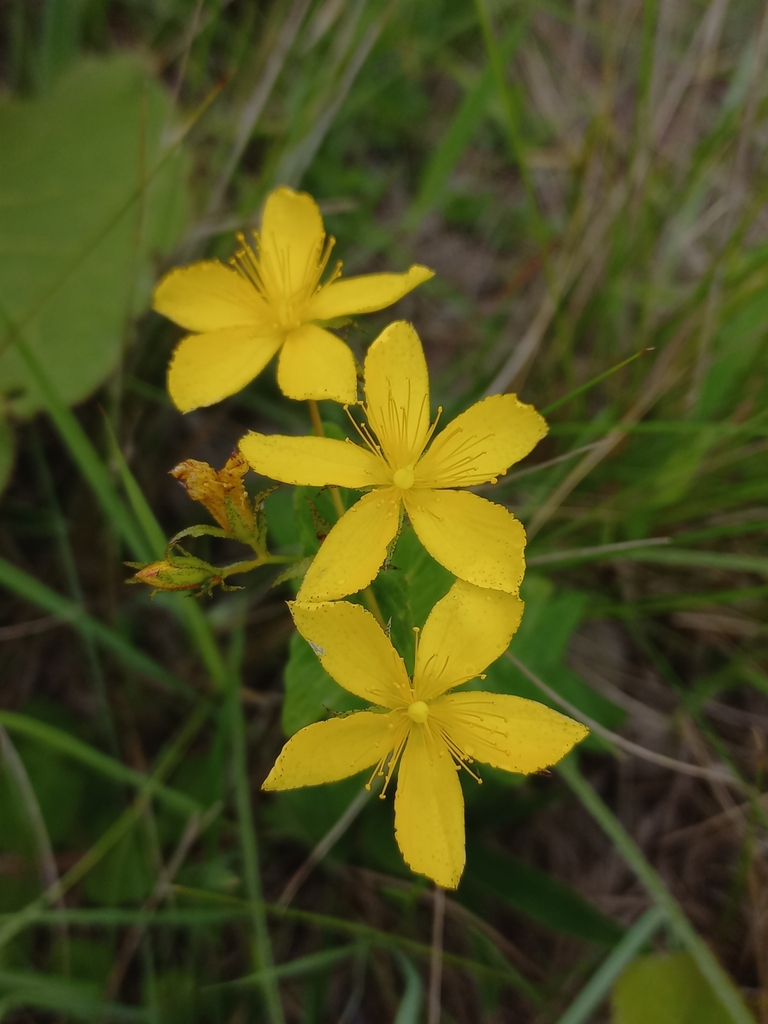 Small Hypericum small Hypericum from Ugu, ZA-NL, ZA on November 24, 2024 at 09:56 AM by ...
