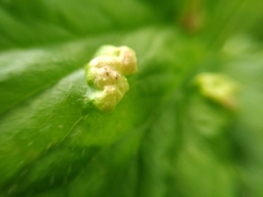 Cecidophyes nudus