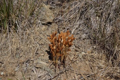 Aphyllon franciscanum