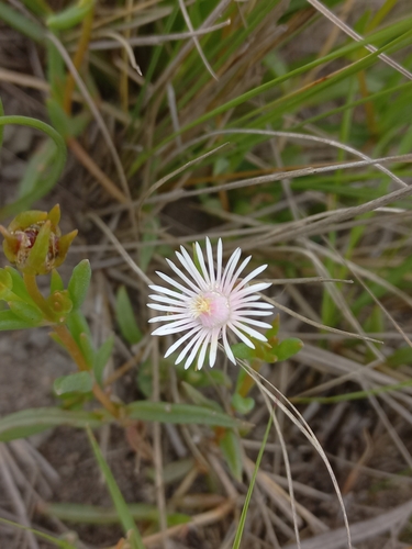 Delosperma lineare, photograph 6