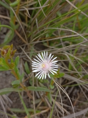 Delosperma lineare, photograph (c) Brian du Preez, some rights reserved (CC BY-SA)