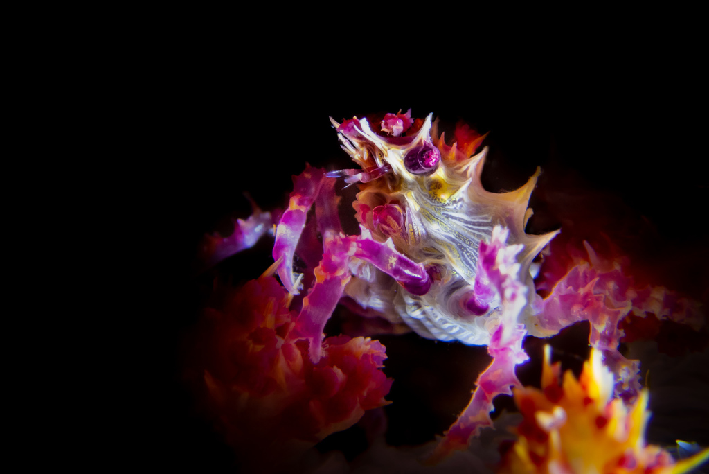 Soft Coral Crab