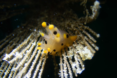 Thecacera