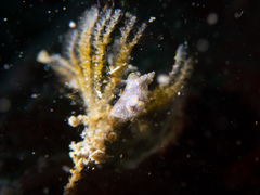 Thecacera