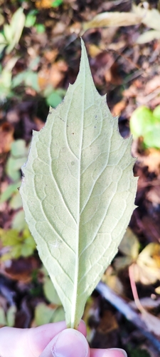 whorled wood aster