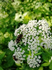 Strangalia attenuata