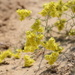 Limonium aureum - Photo (c) andriy, some rights reserved (CC BY-NC), uploaded by andriy