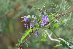 Solanum septemlobum