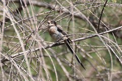 Aegithalos glaucogularis