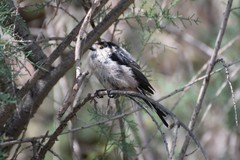 Aegithalos glaucogularis