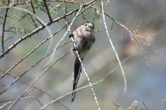 Aegithalos glaucogularis