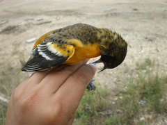 Icterus galbula