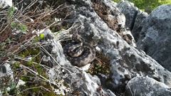 Vipera ammodytes