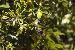 Protesilaus protesilaus